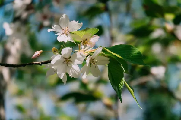 Eine Nahaufnahme Der Blühenden Prunus Speciosa Baumblumen — Stockfoto