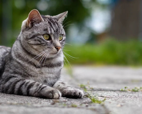 Primer Plano Gato Rayado Tirado Suelo Sobre Fondo Borroso — Foto de Stock