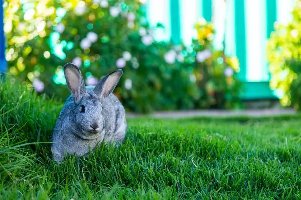 Крупный План Серого Кролика Траве — стоковое фото