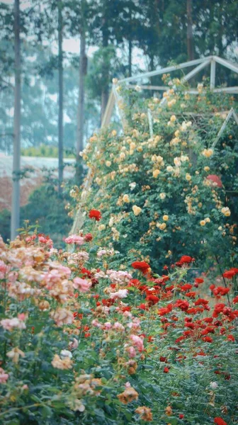 Tiro Vertical Rosas Morsdag Vermelhas Crescendo Jardim Chengdu China — Fotografia de Stock