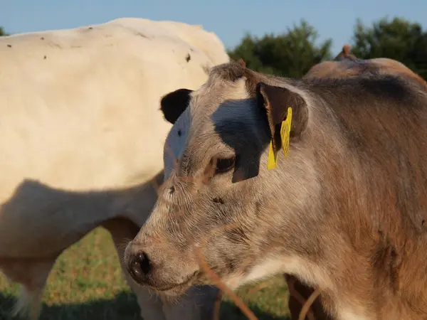 Closeup Shot Brown Cow Yellow Ear Tags Farm — Stock Photo, Image