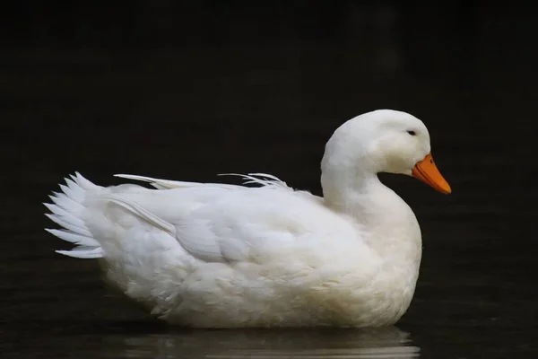 Egy Közelkép Egy Fehér Kacsáról — Stock Fotó