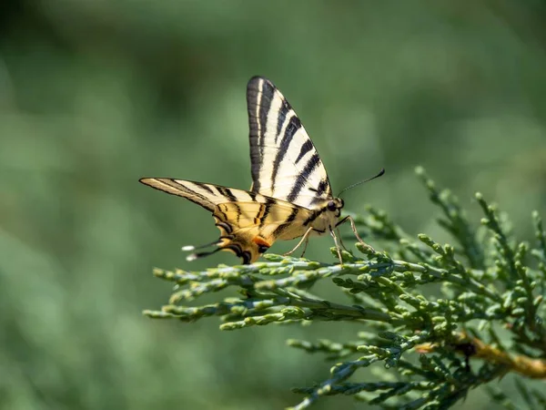 Closeup Shot Scarce Swallowtail Iphiclides Podalirius — Stock Photo, Image