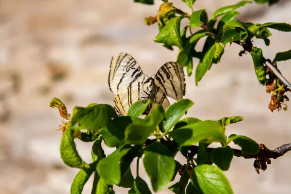 Close Shot Scarce Swallowtail Leaves Blur — Stock Photo, Image