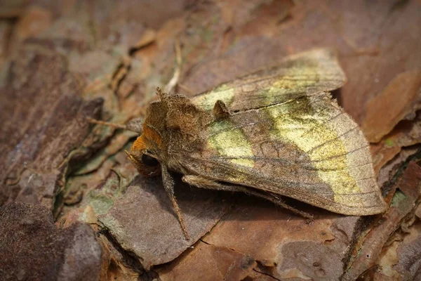 Primer Plano Sobre Una Colorida Polilla Latón Bruñida Metálica Verde —  Fotos de Stock