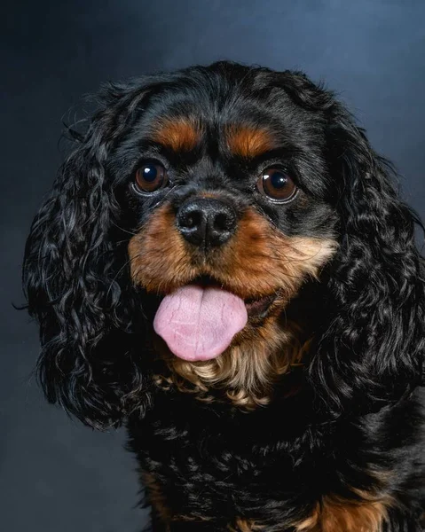 Retrato Estudio Rey Caballero Charles Spaniel —  Fotos de Stock