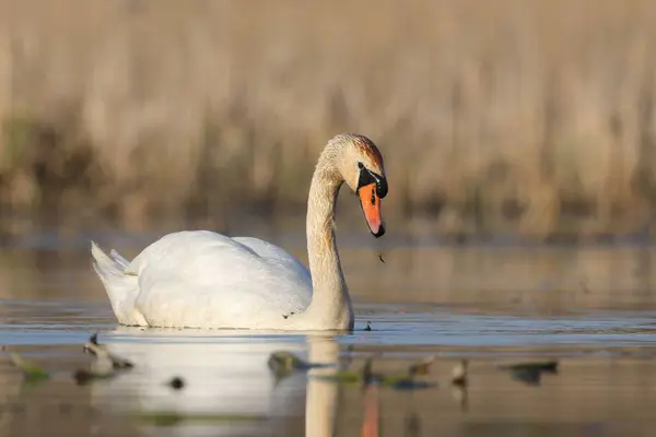 Изящный Лебедь Плывущий Озеру — стоковое фото