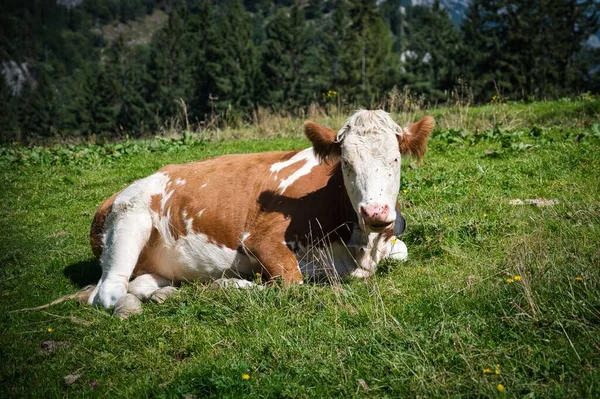Spotted Brown White Cow Laying Grassy Field — Stock Photo, Image