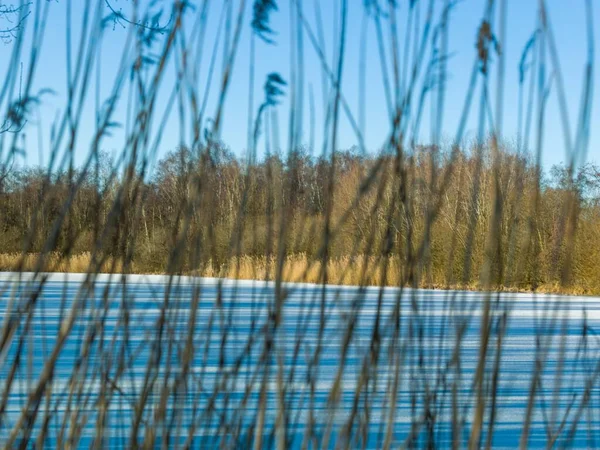 Uma Vista Panorâmica Lago Uma Floresta Inverno Com Juncos Primeiro — Fotografia de Stock