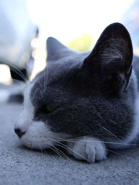 Closeup Adorable Domestic Short Haired Cat Resting Shaded Pavement — Stock Photo, Image