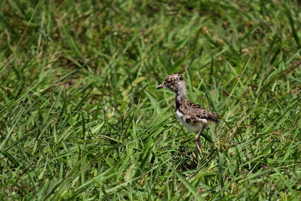 Primer Plano Pequeño Lapwing Juvenil Del Sur Vanellus Chilensis Sobre — Foto de Stock