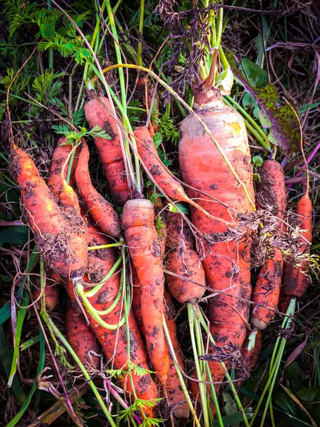 田野里地上收集的脏胡萝卜的垂直顶视图 — 图库照片