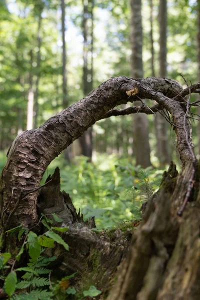 Close Tronco Árvore Dobrada Com Fundo Floresta Turva — Fotografia de Stock