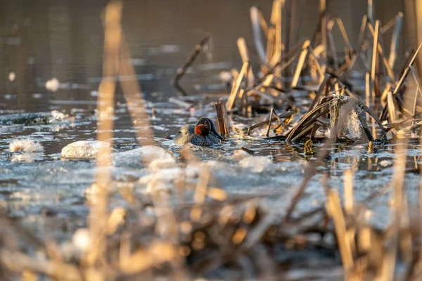 Close Pássaro Comum Pochard Voando Água — Fotografia de Stock
