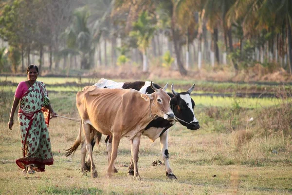 Красивый Горизонтальный Портрет Индийской Деревенской Женщины Идущей Вместе Коровами Женщина — стоковое фото