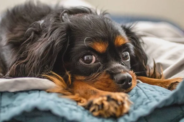 Cavalier King Charles Spaniel Ready Bed — Stock Photo, Image