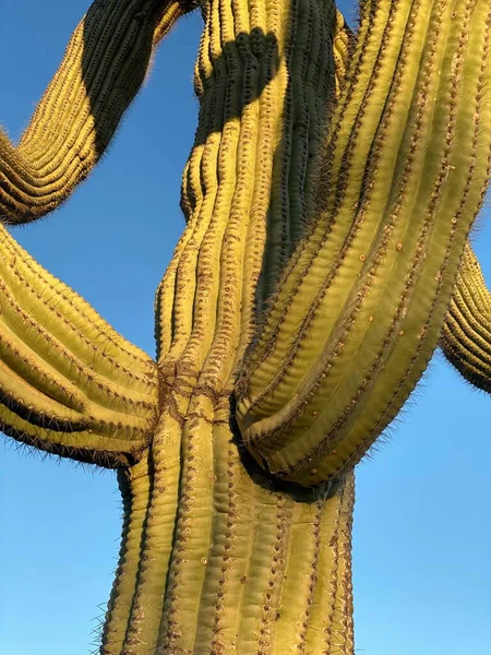 Pionowe Ujęcie Ogromnego Kaktusa Tle Nieba — Zdjęcie stockowe