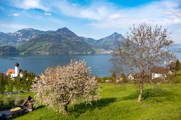 Arka Bahçesinde Badem Ağaçları Arka Planında Alpler Olan Lucerne Gölü — Stok fotoğraf