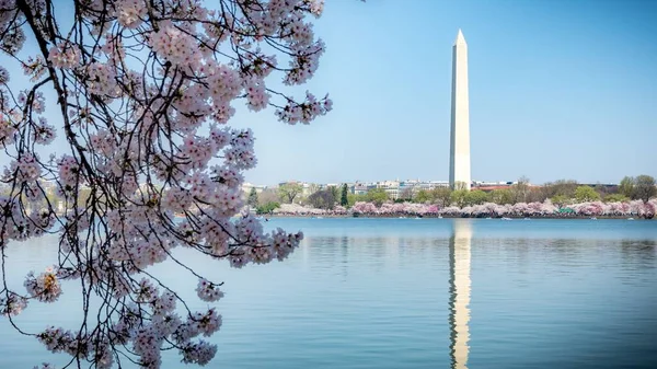 Une Vue Couper Souffle Sur Les Fleurs Cerisier Avec Washington — Photo