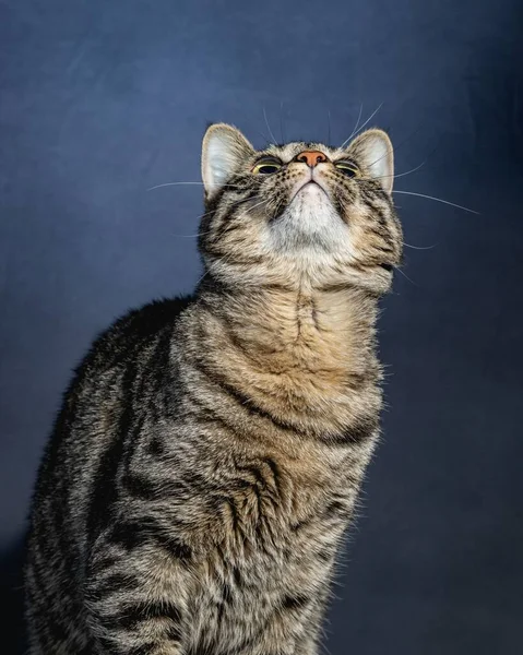 Curioso Gato Estudio Mascota Retrato —  Fotos de Stock