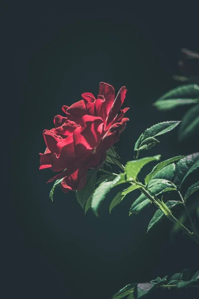 Ein Senkrechter Schuss Einer Blühenden Rose — Stockfoto