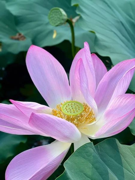 Vertical Shot Lotus Blossoming Garden — Stock Photo, Image