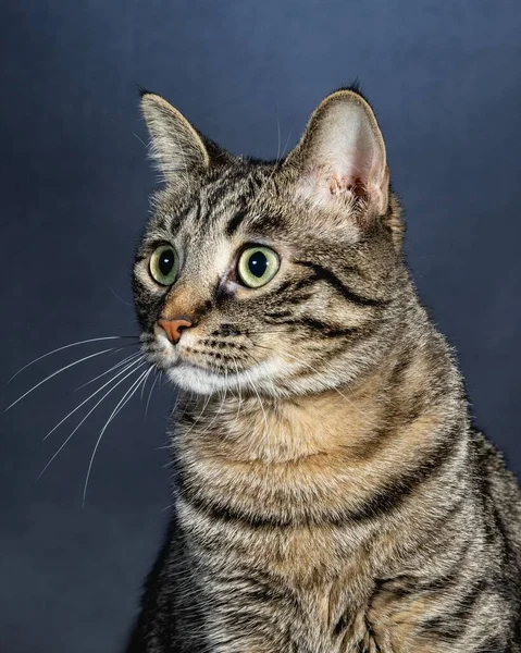 Neugierige Katze Studio Haustier Portrait — Stockfoto