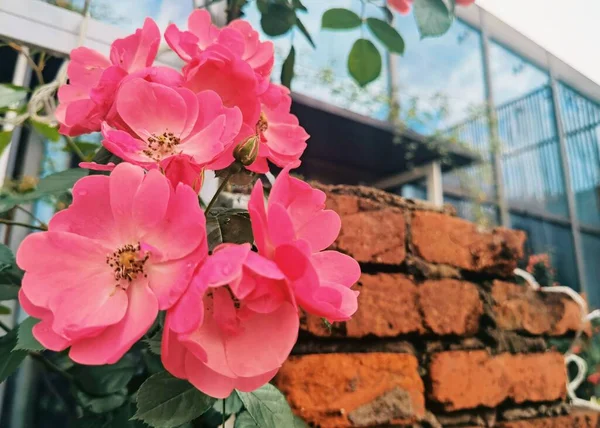 Las Rosas Rosadas Floribunda Jardín — Foto de Stock