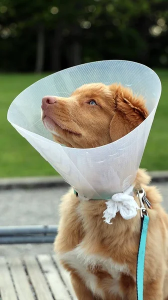 一只可爱的金毛猎犬在圆锥上的垂直镜头 — 图库照片