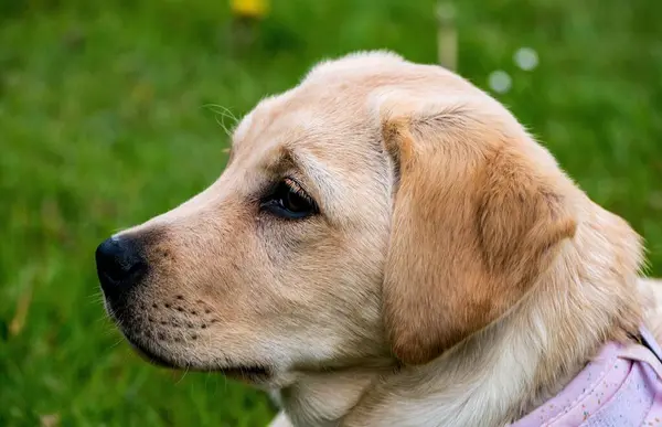 Retrato Filhote Cachorro Bonito Labrador — Fotografia de Stock