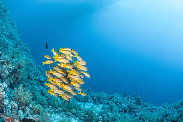 Una Vista Del Hermoso Arrecife Coral Rodeado Bancos Peces Amarillos —  Fotos de Stock