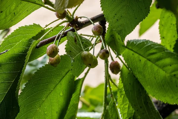 Una Vista Ángulo Bajo Rama Frondosa Cerezo Verde — Foto de Stock