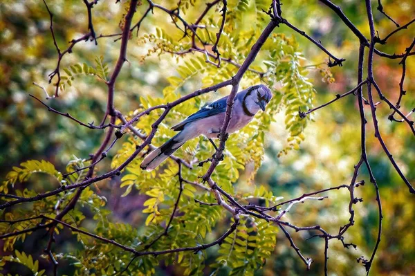 Blue Jay Bird Cyanocitta Cristata Větvi Stromu — Stock fotografie