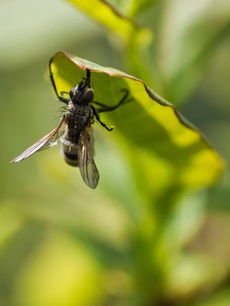 Een Macro Shot Van Een Vlieg Zittend Een Groen Vel — Stockfoto