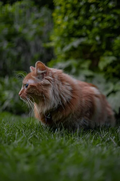 可爱的金吉猫坐在一个传统的英国夏季花园的草地上 望着远处的相机 无私的 沉思的 — 图库照片