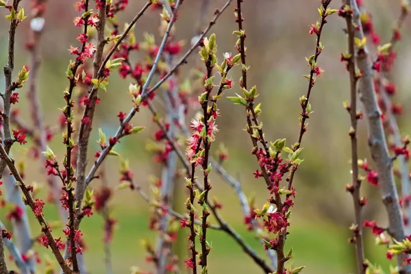 Güneşli bir günde, bahçesinde çiçekler olan dalların yakın çekimi.