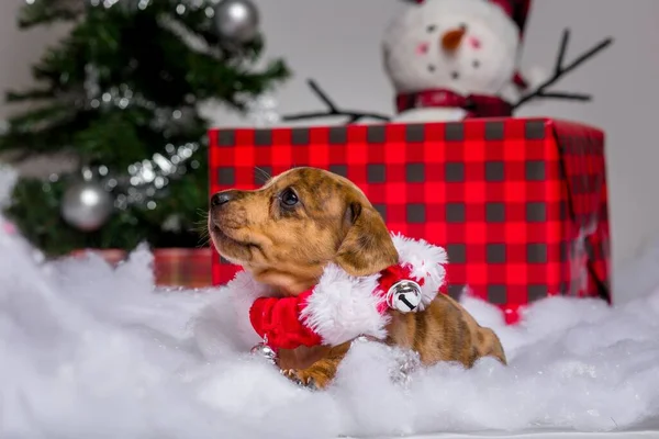 Adorable Studio Portraits Dachshund Puppies Dressed — Stock Photo, Image