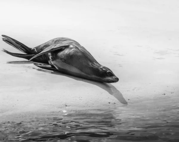 Sealion Noir Blanc Bord Eau — Photo