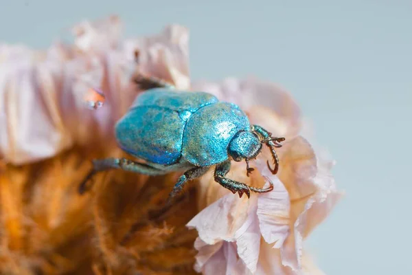 Μπλε Λαμπρό Σκαθάρι Hoplia Coerulea Ένα Λουλούδι Κοντινό Πλάνο Μακροεντολή — Φωτογραφία Αρχείου