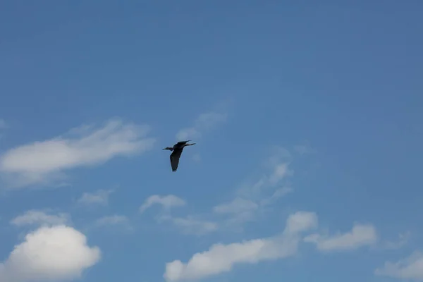 Anhinga Pták Během Letu Pozadí Modré Oblohy — Stock fotografie