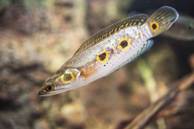 Channa Pleurophthalma 'nın suda çekilmiş yakın çekimi.