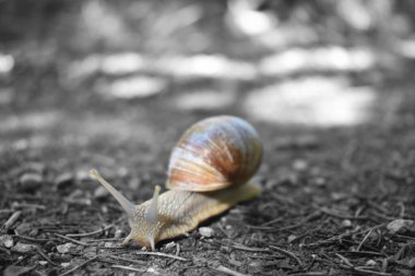 Siyah beyaz zeminde bir sümüklü böcek