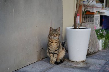 Gündüz vakti beyaz bir tencerenin yanında oturan sevimli bir kedi.