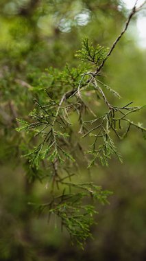 Thuja 'nın ayrılışının yakın çekimi.