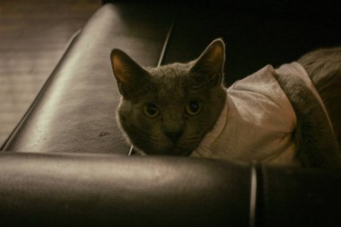 Kanepede yatan bir kedinin yakın plan fotoğrafı.