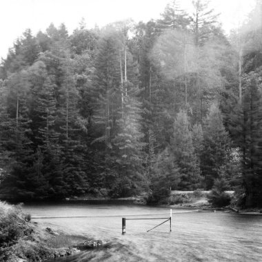 Tamalpais Dağı, Kaliforniya 'da ağaçlarla çevrili bir göl.
