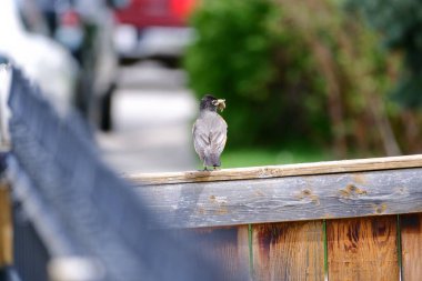 Tahta çitin üzerinde gagasında yemek olan sevimli bir Amerikan bülbülü.