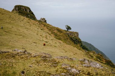 Portekiz 'in Madeira adasındaki tepede duran kızıl bir köpek.