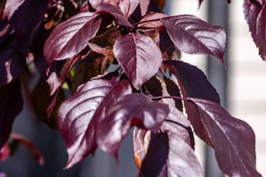 Kırmızı erik yapraklarına yakın çekim (Prunus cerasifera)