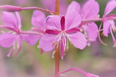Uzun ömürlü Fireweed bitkisinin pembe çiçeğine, ormandaki Chamaenerion angustifolium 'a odaklanın.